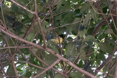 Periparus venustulus