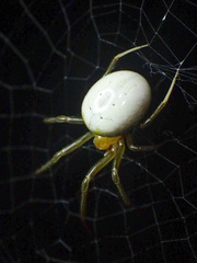 Deliochus idoneus