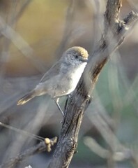 Acanthiza uropygialis