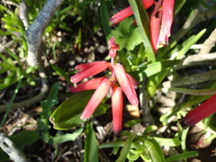 Lachenalia bulbifera