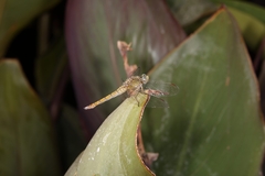 Orthetrum coerulescens