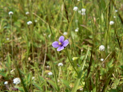 Exacum pumilum