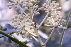 Episyrphus balteatus