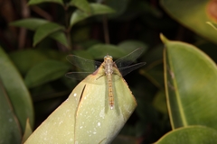 Orthetrum coerulescens