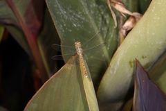Orthetrum coerulescens