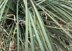 Xanthorrhoea caespitosa