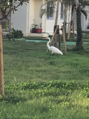 Ardea intermedia