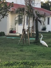 Ardea intermedia