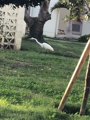 Ardea intermedia