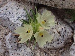 Mohavea confertiflora