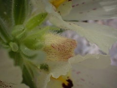 Mohavea confertiflora