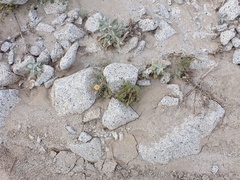 Mentzelia hirsutissima