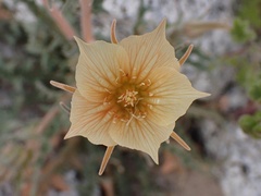 Mentzelia hirsutissima