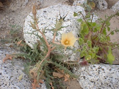 Mentzelia hirsutissima
