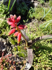Lachenalia bulbifera