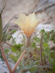 Mentzelia hirsutissima