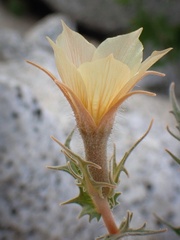 Mentzelia hirsutissima