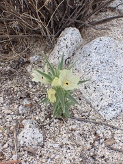 Mohavea confertiflora
