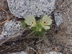 Mohavea confertiflora