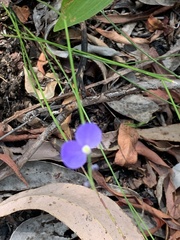 Comesperma