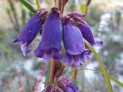 Penstemon gentianoides