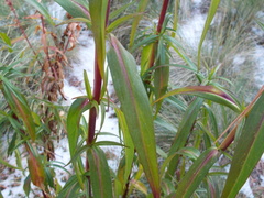 Penstemon gentianoides