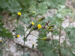 Senecio mohavensis