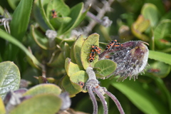 Melanerythrus mactans