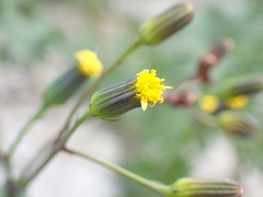 Senecio mohavensis