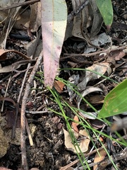 Comesperma
