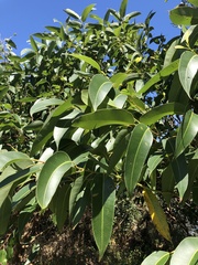 Eucalyptus robusta