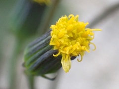 Senecio mohavensis