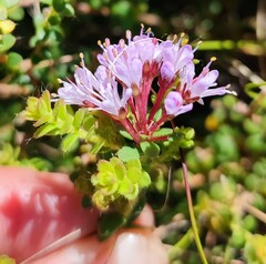 Agathosma lanceolata