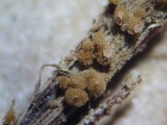 Arcyria pomiformis