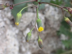 Senecio mohavensis