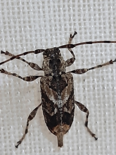 Xylergatoides asper