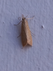 Scirpophaga