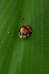 Coelophora