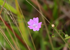 Agalinis decemloba