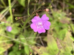 Agalinis decemloba