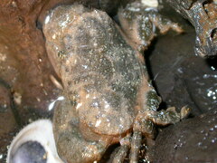 Pilodius areolatus