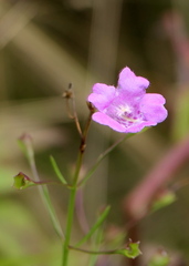 Agalinis decemloba