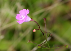 Agalinis decemloba