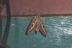 Hyles livornica