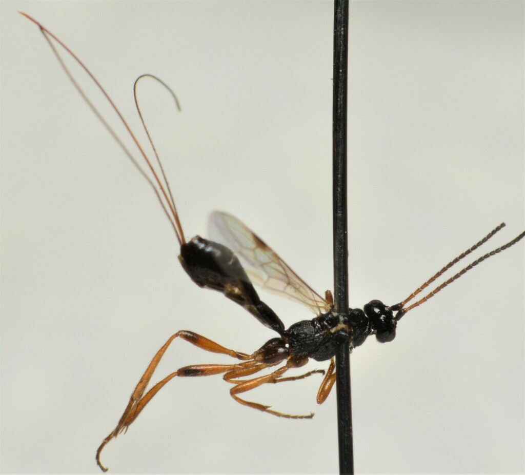 Macrocentrus infirmus