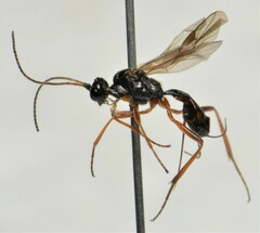 Meteorus abdominator