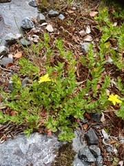 Hypericum humifusum
