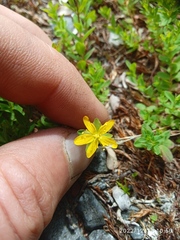 Hypericum humifusum