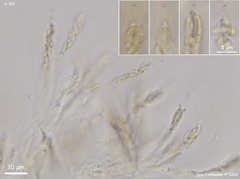 Diatrype decorticata