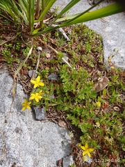 Hypericum humifusum